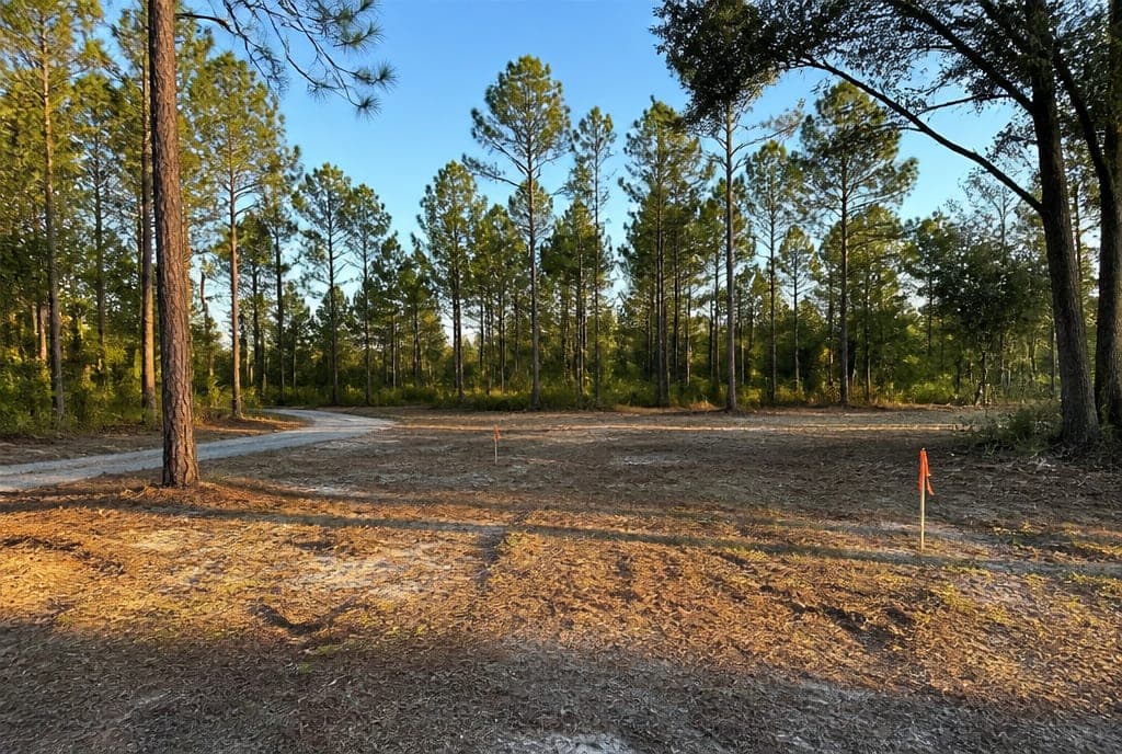 Illustration of a cleared wooded homesite with survey flags among longleaf pines